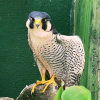 Patram resgata Falcão-peregrino