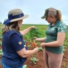 Plano Safra da Agricultura Familiar amplia crédito